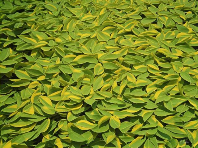 The Golden Elixir: Exploring the Rich Heritage of Chinese Yellow Tea