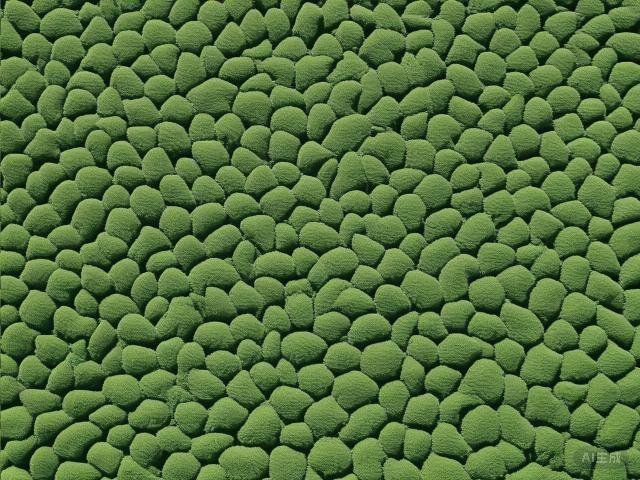 The Timeless Elegance of Longjing Tea: China's Green Jewel